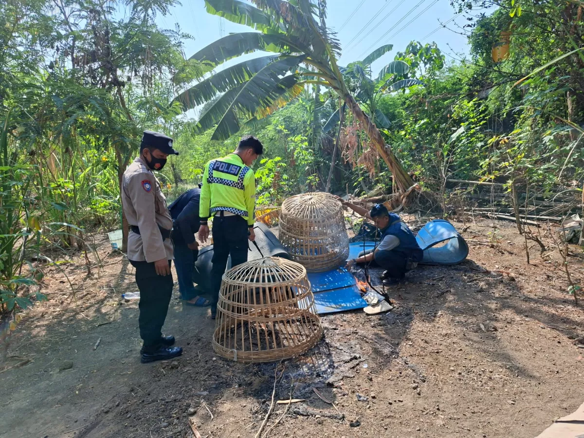 Polsek Waru Turun Langsung Tindaklanjuti Informasi Arena Sabung Ayam di Desa Bungurasih
